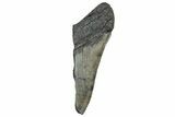Partial Fossil Megalodon Tooth - South Carolina #328995-1